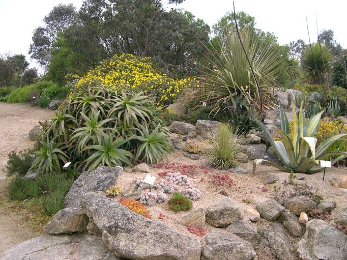  plantes sur rocaille